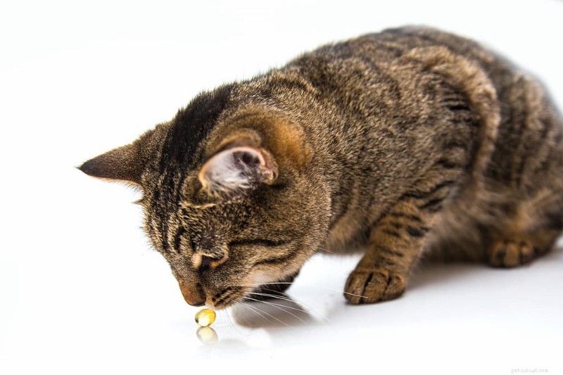 Comprehensive Guide to Cat Arthritis Treatment: Steps & Expectations