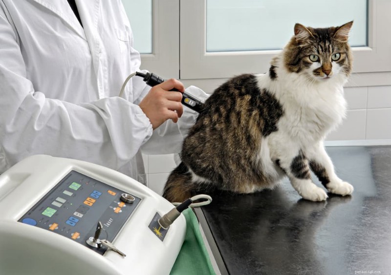 Comprehensive Guide to Cat Arthritis Treatment: Steps & Expectations