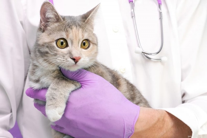 Early Cancer Signs in Cats: How to Spot and Act Fast