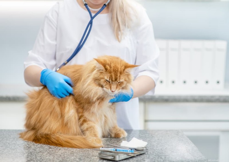 Understanding Cat Arthritis: Key Signs, Causes, and Effective Management