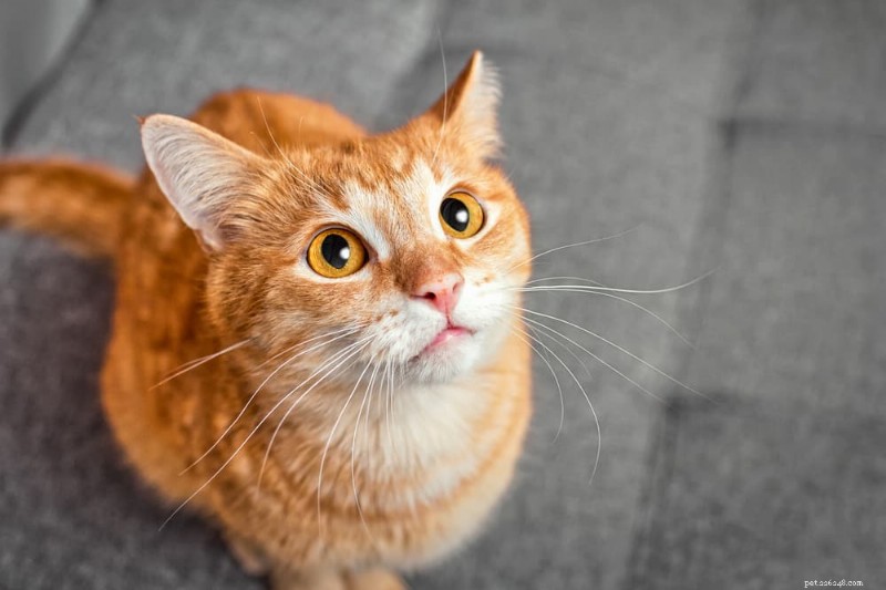Expert Guide: Safely Giving Your Cat a Pill Every Time