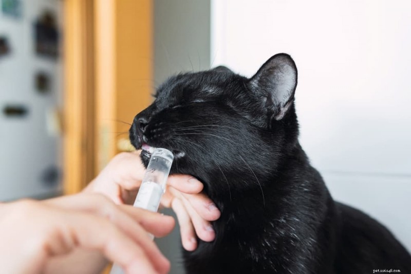 Expert Guide: Safely Giving Your Cat a Pill Every Time