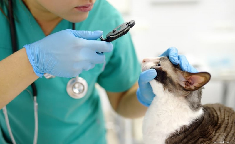 Understanding Why Your Cat’s Eyes Dilate: Causes & When to Seek Help