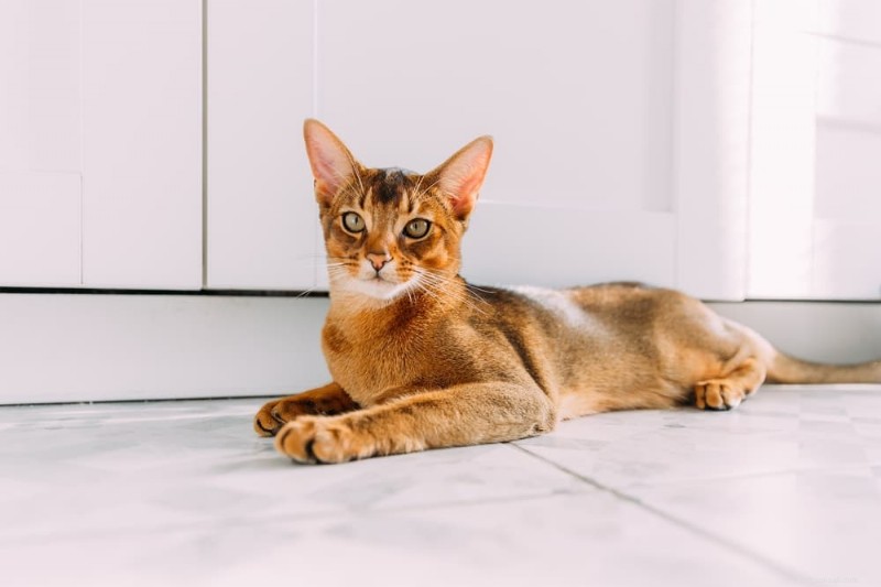 Senior Cats Losing Weight: 8 Common Causes & How to Spot Them