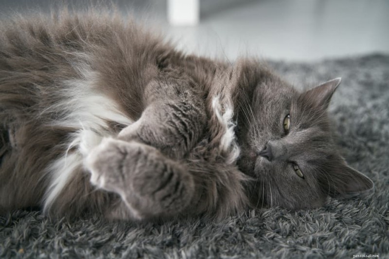How to Know If Your Cat Is Overweight: 7 Reliable Indicators