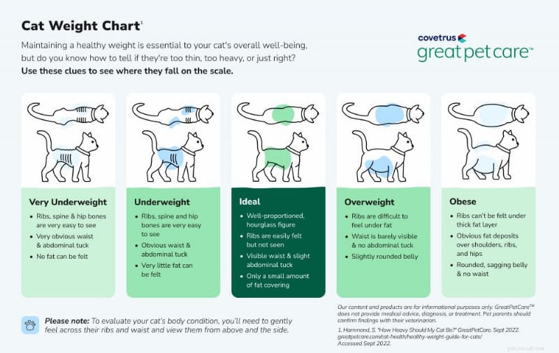 How to Know If Your Cat Is Overweight: 7 Reliable Indicators