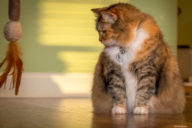 How to Know If Your Cat Is Overweight: 7 Reliable Indicators