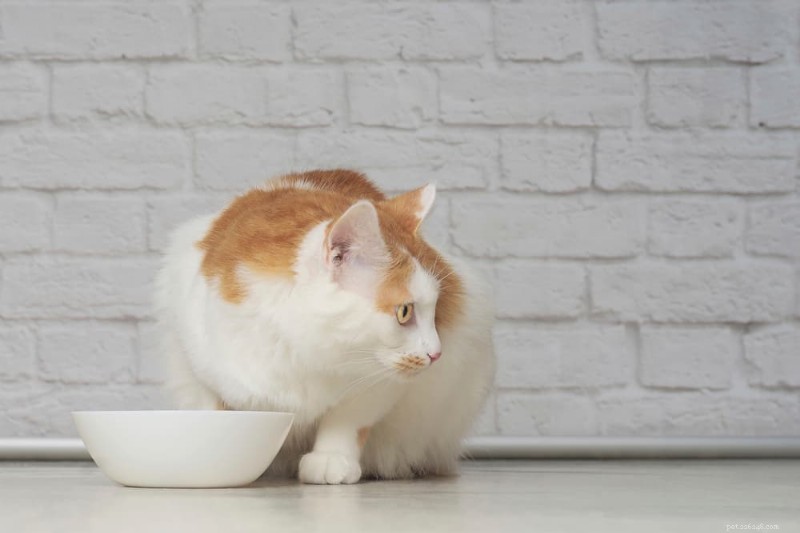 How to Know If Your Cat Is Overweight: 7 Reliable Indicators