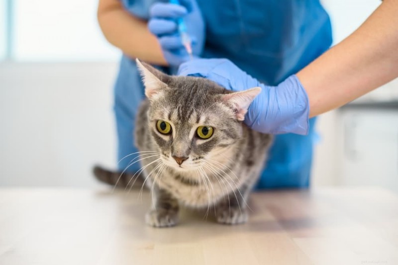 Cat Diabetes Management Plan: Step‑by‑Step Treatment & Home Care