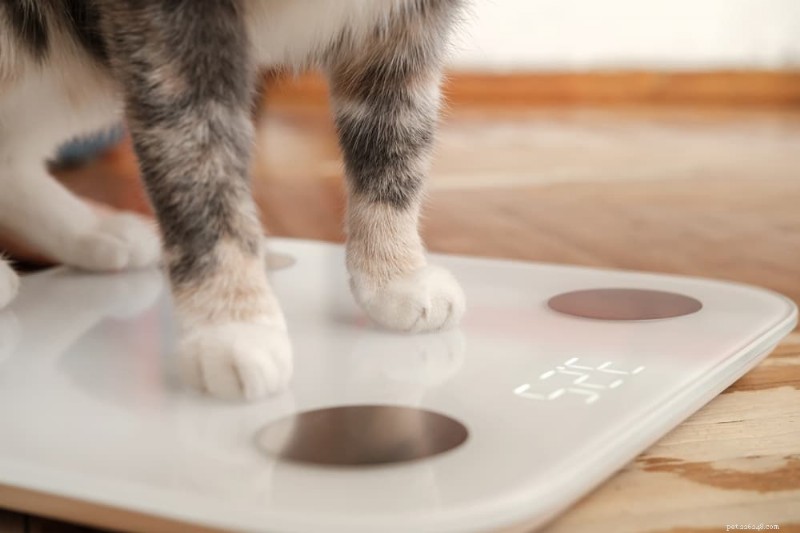 Determine Your Cat’s Ideal Weight: A Trusted Guide to Healthy Feline Health