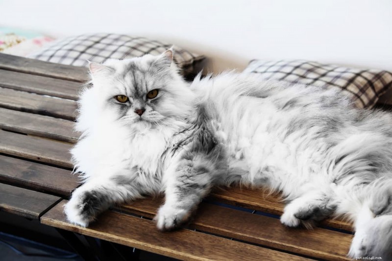 Determine Your Cat’s Ideal Weight: A Trusted Guide to Healthy Feline Health