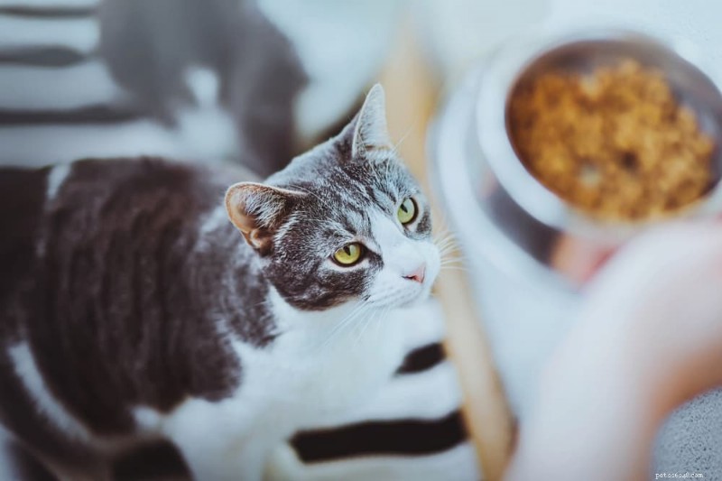 Determine Your Cat’s Ideal Weight: A Trusted Guide to Healthy Feline Health