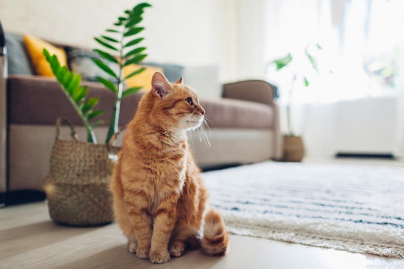 Yellow Cat Poop: Why It Happens and When to Seek Vet Care