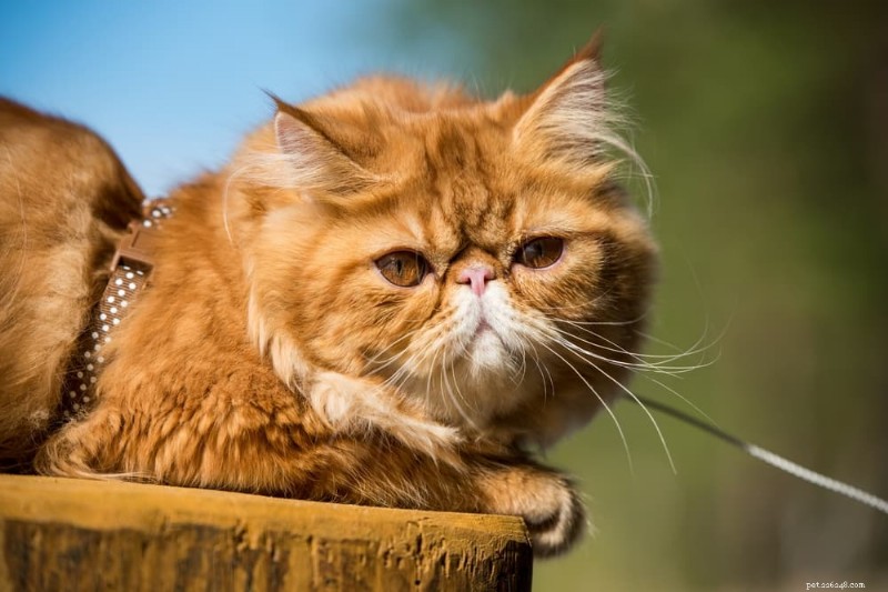 The Safe Temperature Range for Cats: When Heat Becomes Dangerous
