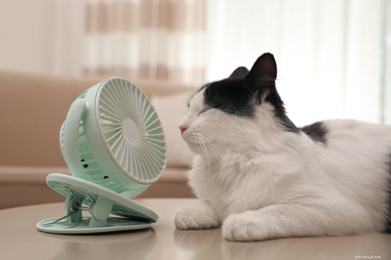 The Safe Temperature Range for Cats: When Heat Becomes Dangerous
