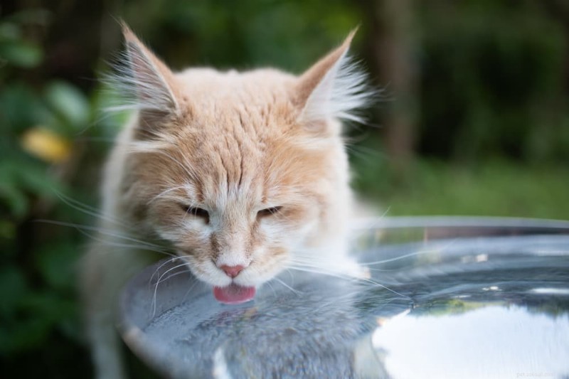 The Safe Temperature Range for Cats: When Heat Becomes Dangerous