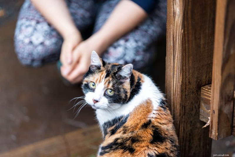 Cat Kidney Stones: Causes, Symptoms, and Effective Treatment Options