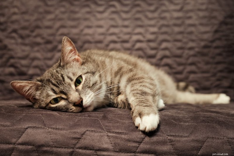 Cat Kidney Stones: Causes, Symptoms, and Effective Treatment Options