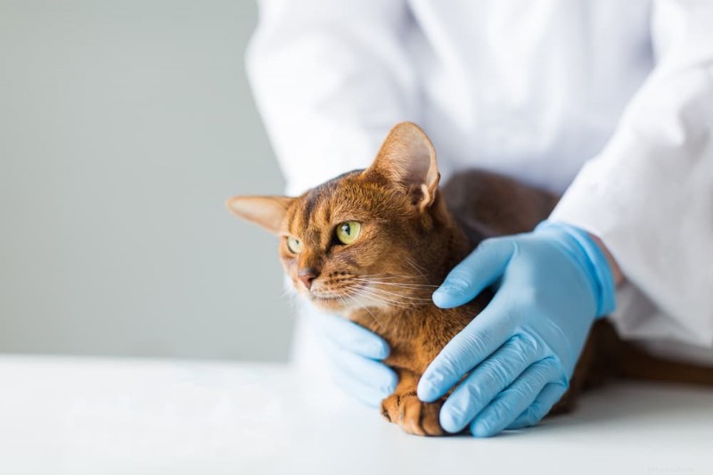 Cat Kidney Stones: Causes, Symptoms, and Effective Treatment Options