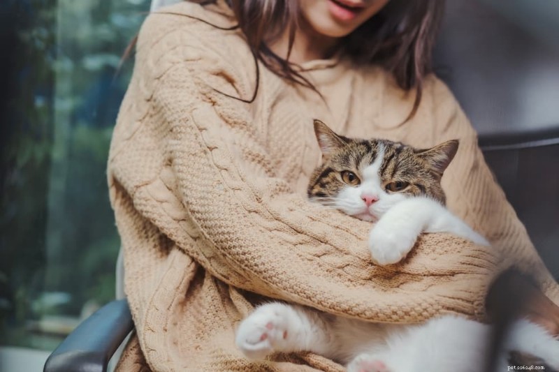 Cat Kidney Stones: Causes, Symptoms, and Effective Treatment Options