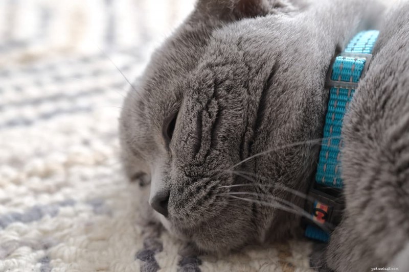 Understanding Inflammatory Bowel Disease (IBD) in Cats: Symptoms, Diagnosis, and Care