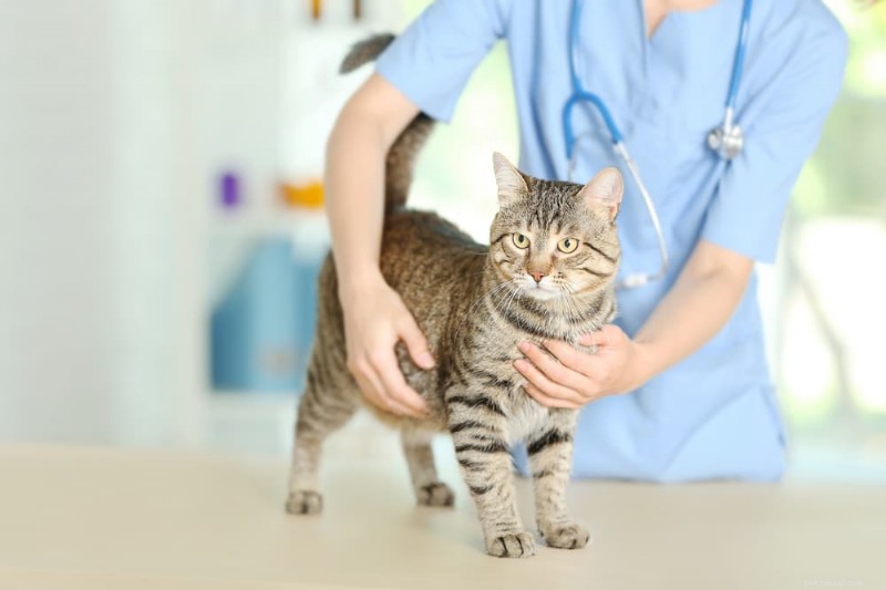 Understanding Inflammatory Bowel Disease (IBD) in Cats: Symptoms, Diagnosis, and Care