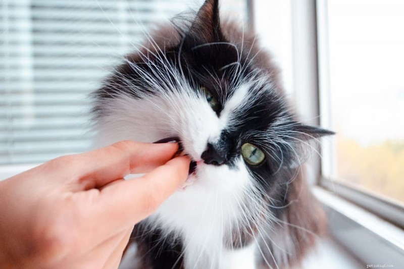 Understanding Inflammatory Bowel Disease (IBD) in Cats: Symptoms, Diagnosis, and Care