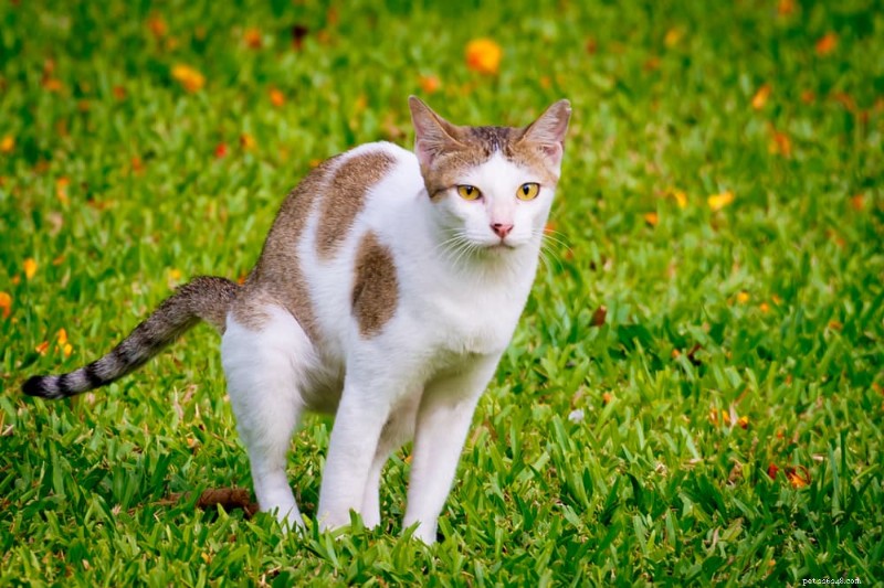 Understanding Why Your Cat s Poop Smells Bad – Causes & Solutions