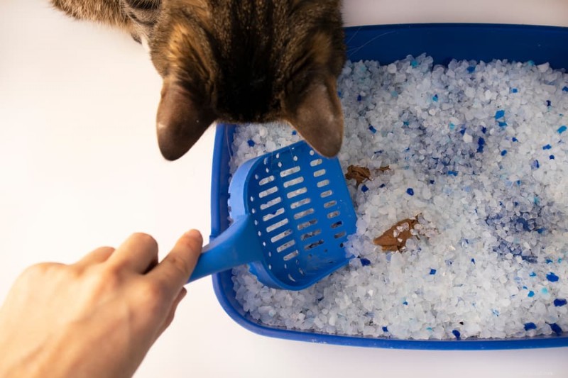 Understanding Why Your Cat s Poop Smells Bad – Causes & Solutions