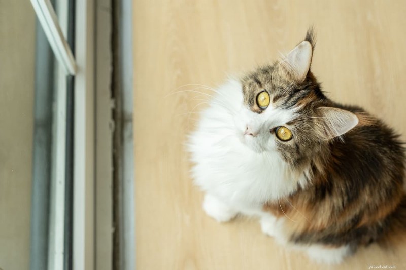Understanding Why Your Cat s Poop Smells Bad – Causes & Solutions