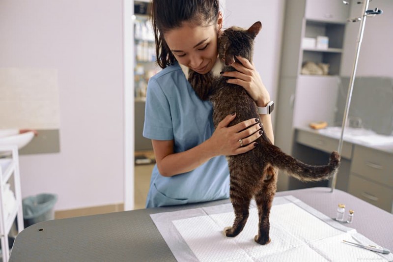 Understanding Why Your Cat s Poop Smells Bad – Causes & Solutions