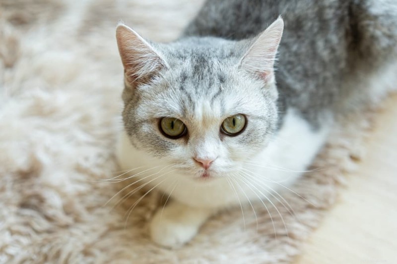 Cat Eye Infections: Recognizing Symptoms & Choosing the Right Treatment