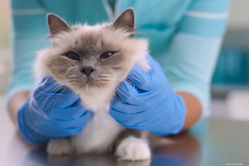Cat Eye Infections: Recognizing Symptoms & Choosing the Right Treatment