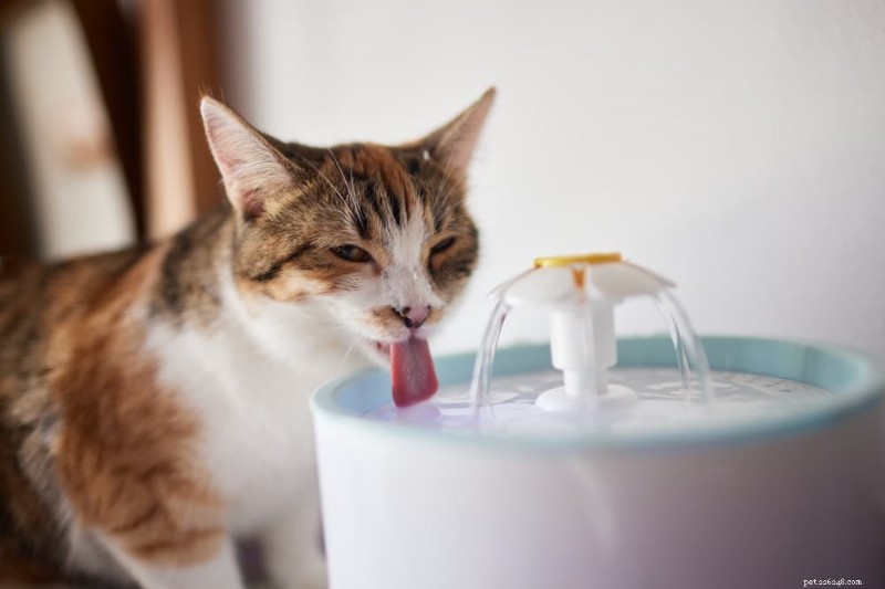 Is Your Cat Drinking Excessively? Causes & What to Do