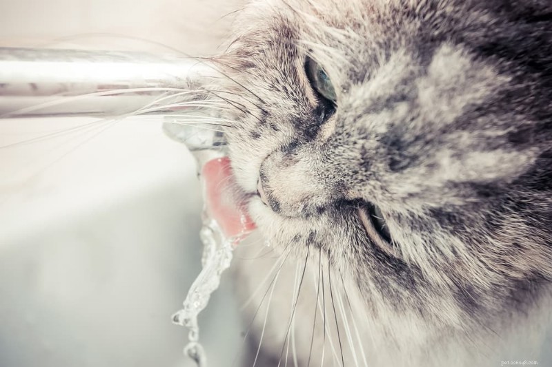 Is Your Cat Drinking Excessively? Causes & What to Do