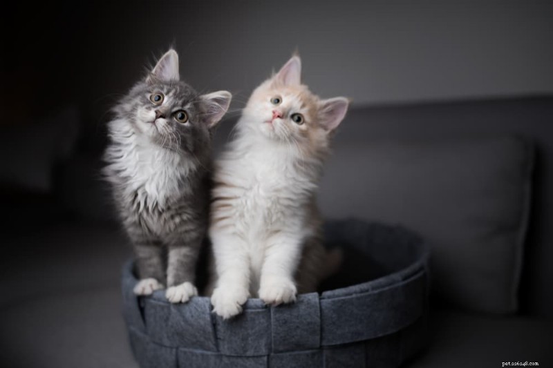 Is Your Cat Drinking Excessively? Causes & What to Do