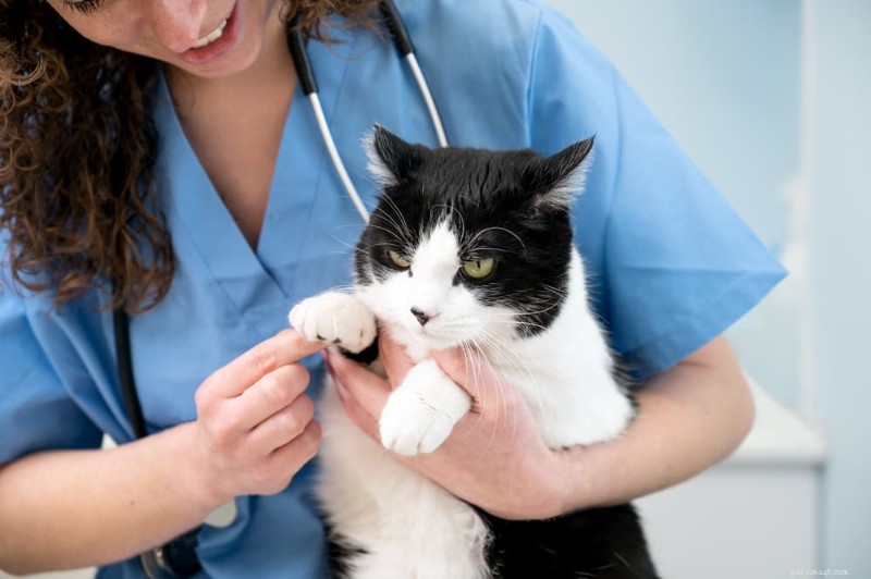 When to Bring Your Cat to the Vet: A Guide to Regular Care