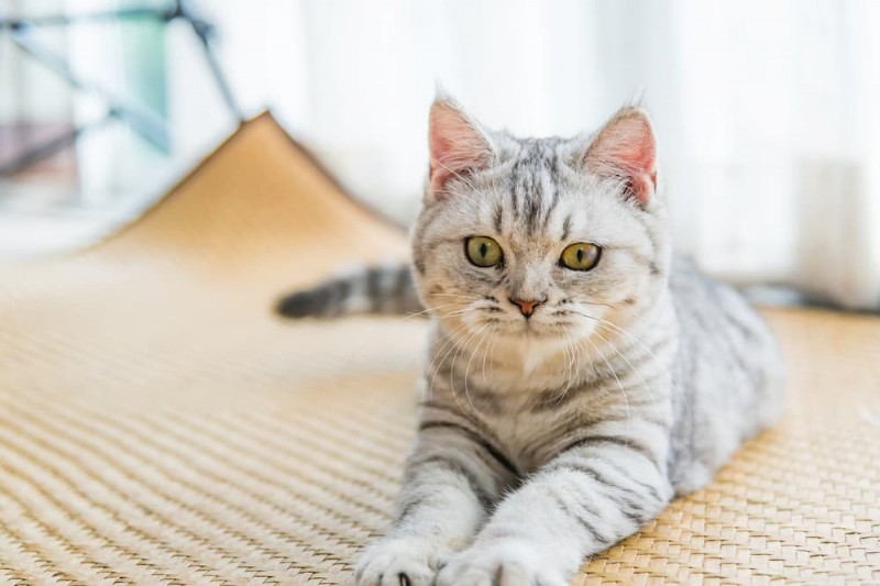 When to Bring Your Cat to the Vet: A Guide to Regular Care