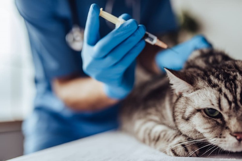 When to Bring Your Cat to the Vet: A Guide to Regular Care