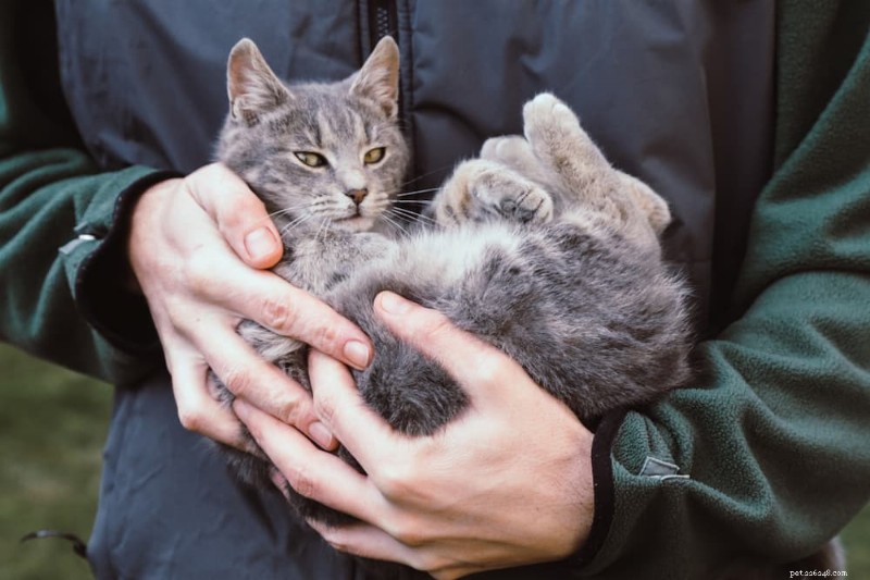 When to Bring Your Cat to the Vet: A Guide to Regular Care