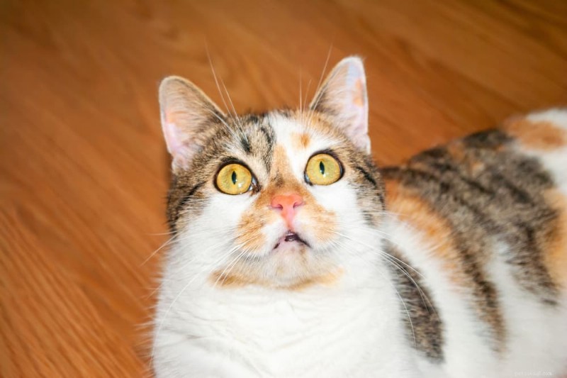 Understanding Cat Chin Acne: Causes, Symptoms, and How to Treat and Prevent It