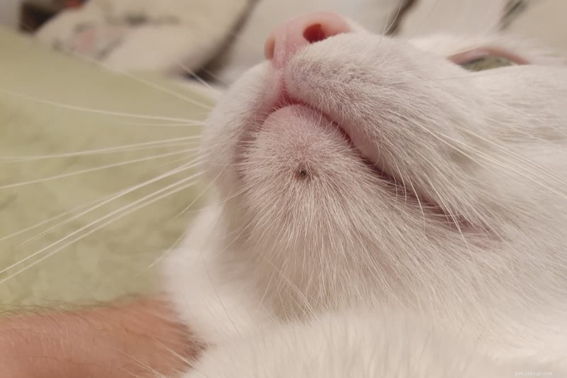 Understanding Cat Chin Acne: Causes, Symptoms, and How to Treat and Prevent It