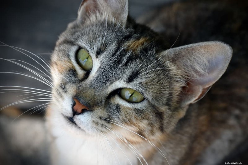 Understanding Cat Chin Acne: Causes, Symptoms, and How to Treat and Prevent It