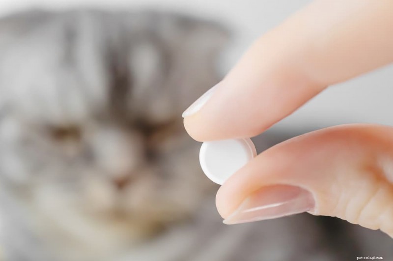 Understanding Cat Chin Acne: Causes, Symptoms, and How to Treat and Prevent It