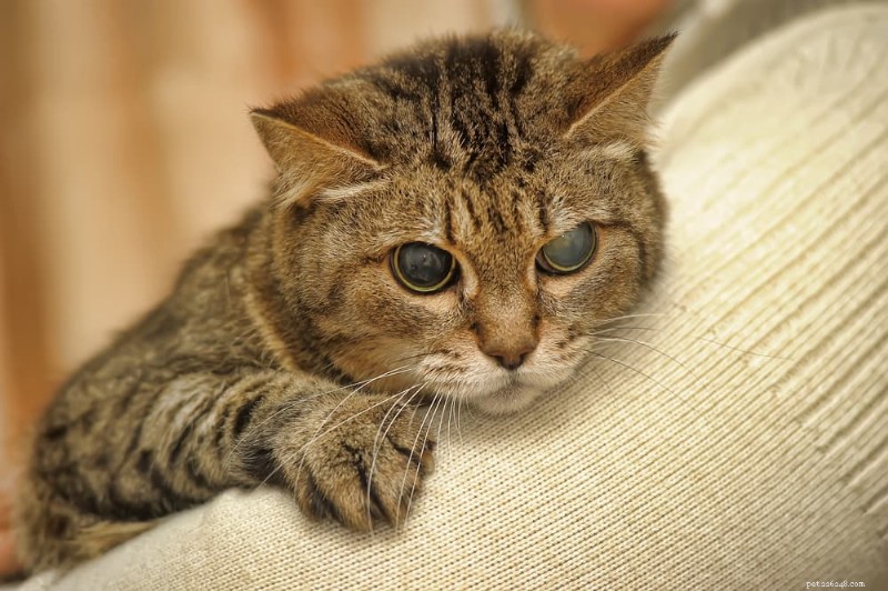Caring for a Blind Cat: Essential Tips & Guidance