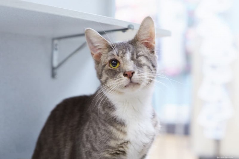 Caring for a Blind Cat: Essential Tips & Guidance