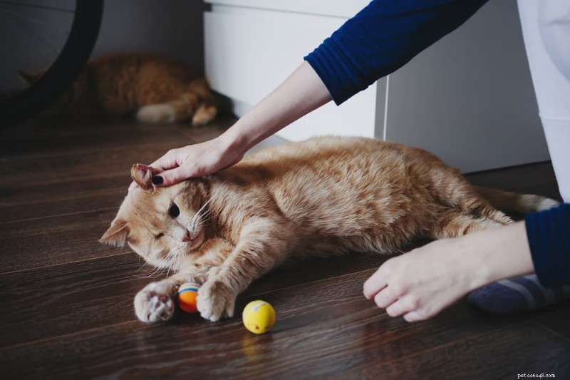 Caring for a Blind Cat: Essential Tips & Guidance