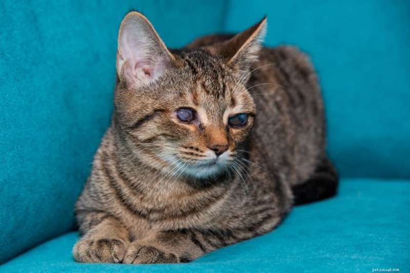 Caring for a Blind Cat: Essential Tips & Guidance