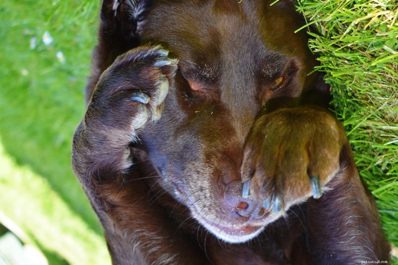 Why Do Dogs Rub Their Faces? Expert Insights & Solutions
