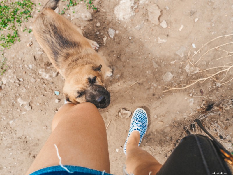 Why Do Dogs Rub Their Faces? Expert Insights & Solutions